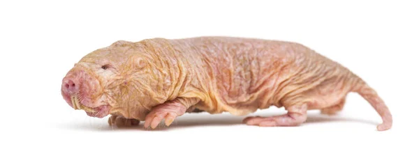 Nackte Maulwurfratte Haarlose Ratte Isoliert Auf Einer Weide — Stockfoto