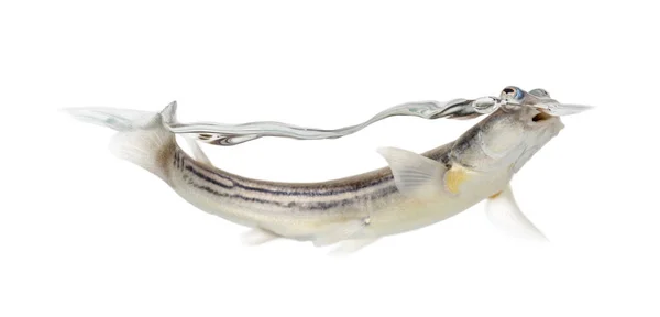 Side View Four Eyed Fish Surfacing Isolated White — Stock Photo, Image