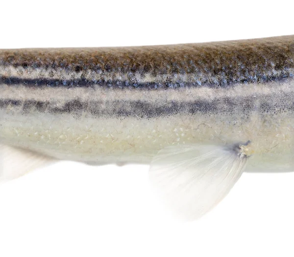 Dört Gözlü Balık Pullarına Yakın Çekim Beyaz Üzerinde Izole Edilmiş — Stok fotoğraf