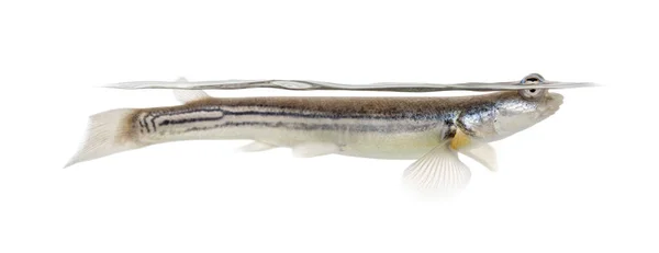 Side View Four Eyed Fish Surfacing Isolated White — Stock Photo, Image