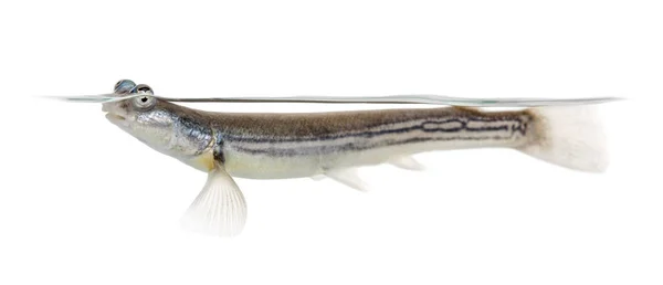 Seitenansicht Von Vieräugigen Fischen Isoliert Auf Weiß — Stockfoto