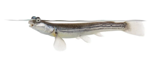 Side view of Four-eyed fish surfacing, isolated on white