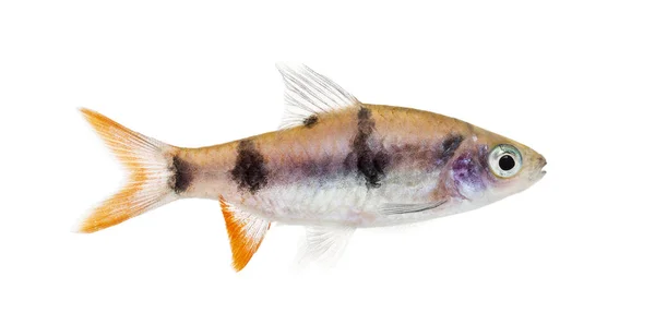 Бічний Вид Рибу Dawkinsia Tambraparniei Ізольований Білому — стокове фото