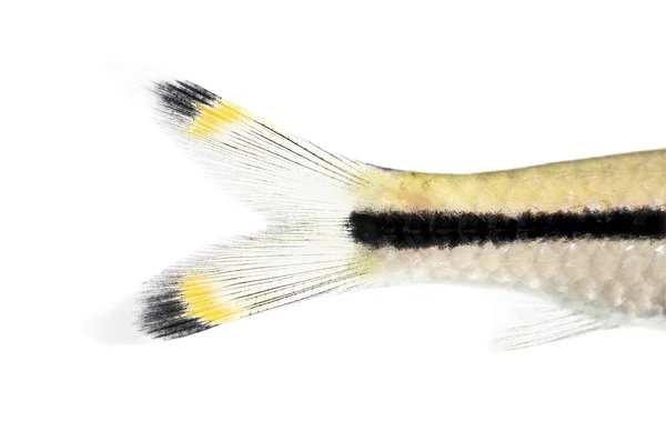 Macro Denison Barb Tail Sahyadria Denisonii Isolated White — Stock Photo, Image