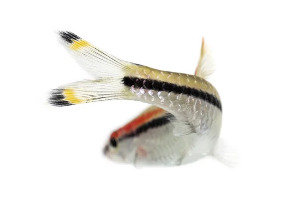 Baksidan Denison Barb Fisk Sahyadria Denisonii Isolerad Vit — Stockfoto
