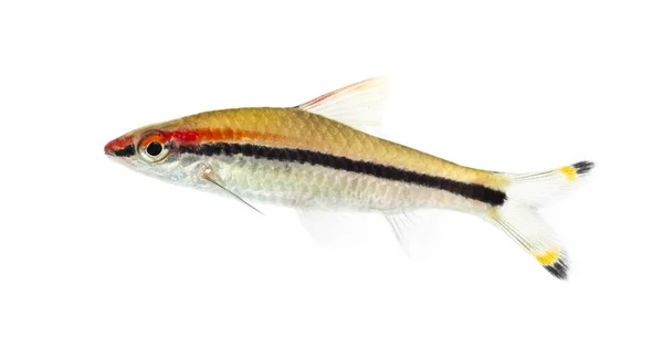 Denison Barb Sahyadria Denisonii Aislado Blanco —  Fotos de Stock