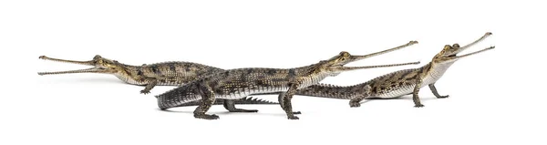 Groep Jonge Visetende Krokodil Gavial Gavialis Gangeticus Geïsoleerd Wit — Stockfoto