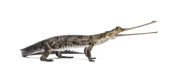 Fiatal Halevő Krokodil Gavial Gavialis Gangeticus Fehér Bőrön Izolálva — Stock Fotó