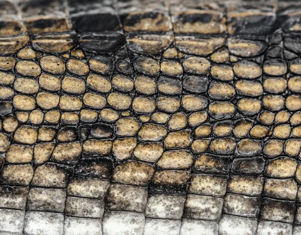 Detail Einer Fisch Fressenden Krokodilschuppe Gavial Gavialis Gangeticus Isoliert Auf — Stockfoto