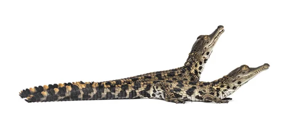 Jeune Crocodile Museau Mince Afrique Ouest Mecistops Cataphractus Isolé Sur — Photo