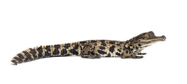 Młody Zachodnioafrykański Krokodyl Smukły Mecistops Cataphractus Izolowany Białym — Zdjęcie stockowe
