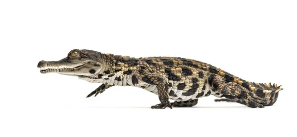 Crocodilo Focinho Delgado África Ocidental Mecistops Cataphractus Isolado Branco — Fotografia de Stock