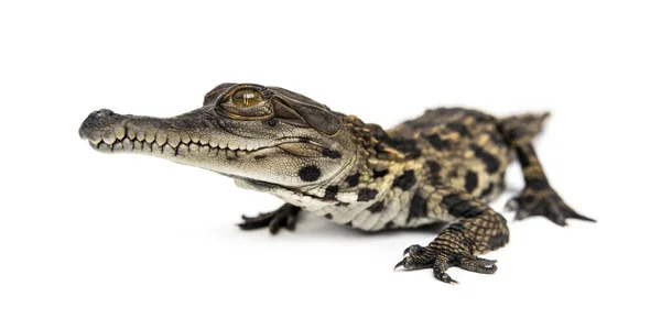 Ung Västafrikansk Smal Krokodil Mecistops Katafraktur Isolerad Vit — Stockfoto