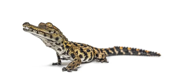 Fiatal Nyugat Afrikai Karcsú Orrú Krokodil Mecistops Cataphractus Elszigetelt Fehér — Stock Fotó