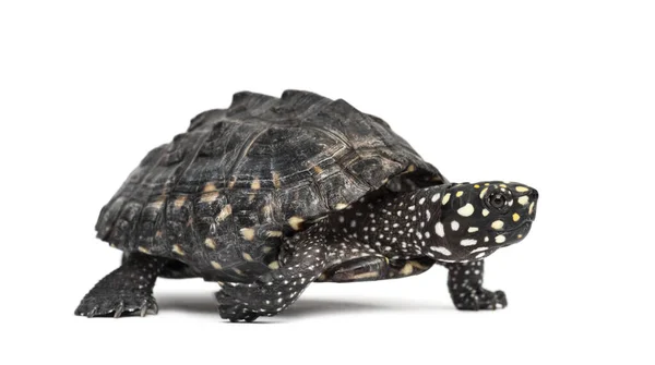 Zijaanzicht Van Een Walking Black Vijverschildpad Geoclemys Hamiltonii Geïsoleerd — Stockfoto