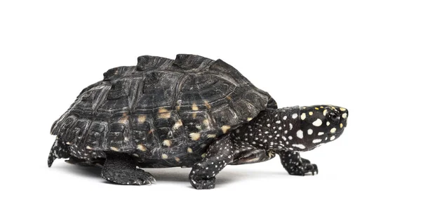 Walking Black Pond Turtle Geoclemys Hamiltonii Isolated — Stock Photo, Image