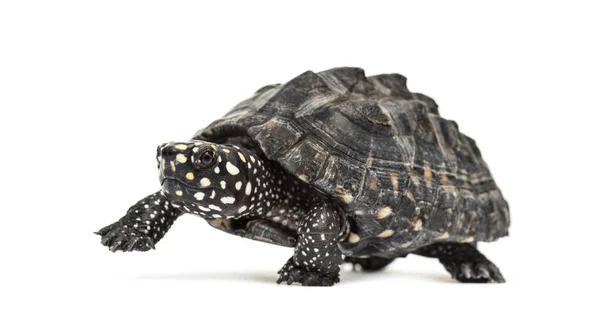 Walking Black Pond Turtle Geoclemys Hamiltonii Isolated — Stock Photo, Image