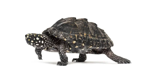 Zijaanzicht Van Een Walking Black Vijverschildpad Geoclemys Hamiltonii Geïsoleerd — Stockfoto