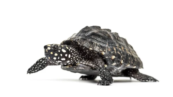 Side View Walking Black Pond Turtle Geoclemys Hamiltonii Isolated — Stock Photo, Image