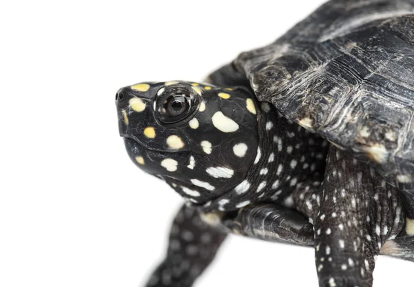 Svart Damm Sköldpadda Geoclemys Hamiltonii Isolerad — Stockfoto