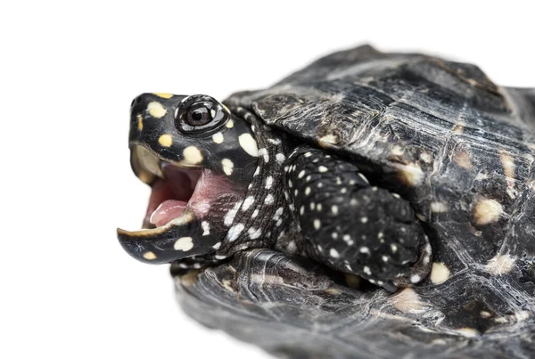 黒池のカメの山の閉山 Geoclemys Hamiltonii — ストック写真