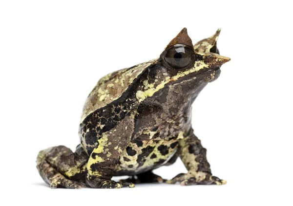 Side View Long Nosed Horned Frog Megophrys Nasuta Isolated — Stock Photo, Image