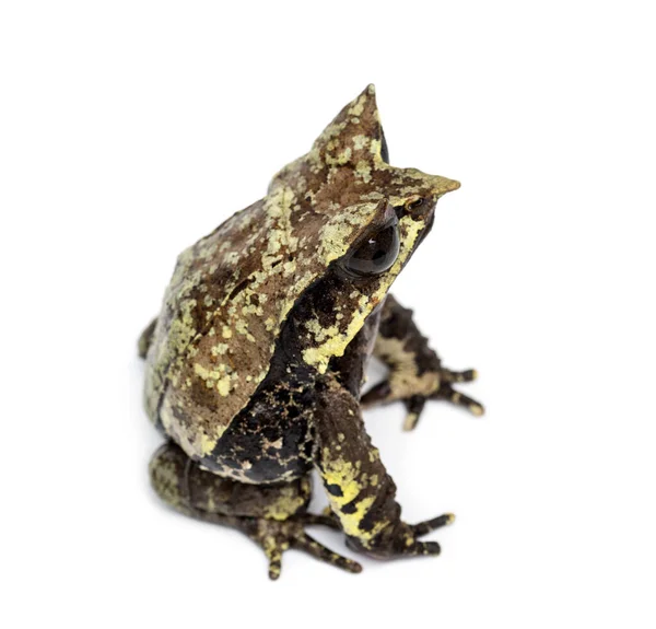 长鼻子角蛙 Megophrys Nasuta — 图库照片
