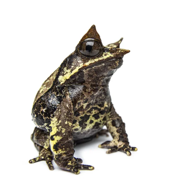 Vue Latérale Une Grenouille Cornes Long Nez Regardant Caméra Megophrys — Photo