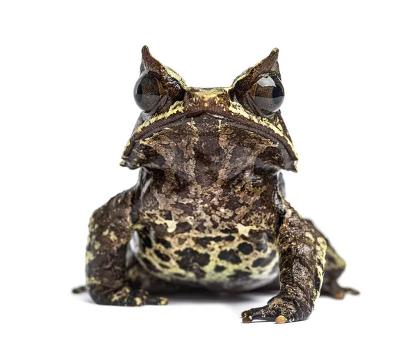 Langsnuitkikker Naar Camera Gericht Megophrys Nasuta Geïsoleerd — Stockfoto