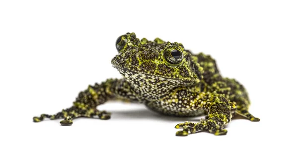 Mossige Kikker Theloderma Corticale Geïsoleerd Wit — Stockfoto