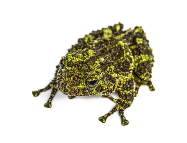 Top View Mossy Frog Theloderma Corticale Isolated White — Stock Photo, Image