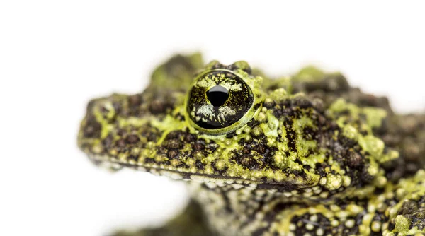 휘황찬란 개구리 골격근 격리되어 개구리 — 스톡 사진