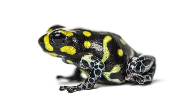 Benekli Zehirli Kurbağa Benekli Zehirli Kurbağa Beyaz Üzerine Izole Edilmiş — Stok fotoğraf