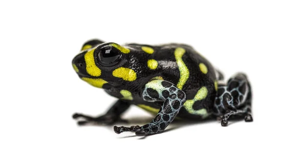 Benekli Zehirli Kurbağa Benekli Zehirli Kurbağa Beyaz Üzerine Izole Edilmiş — Stok fotoğraf