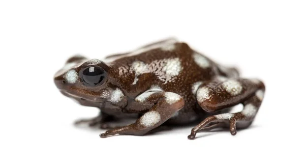 Sapo Venenoso Maranon Excidobates Mysteriosus Isolado Branco — Fotografia de Stock