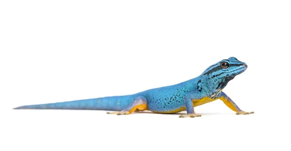 Elektrik Mavisi Kertenkele Lygodactylus Williamsi Izole Edilmiş — Stok fotoğraf