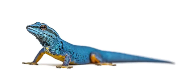 Elektrischer Blauer Gecko Blickt Isoliert Die Kamera Lygodactylus Williamsi — Stockfoto