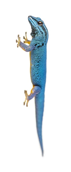 Elektrik Mavisi Kertenkele Lygodactylus Williamsi Izole Edilmiş — Stok fotoğraf