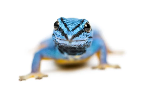 Elektrische Blauwe Gekko Lygodactylus Williamsi Geïsoleerd — Stockfoto