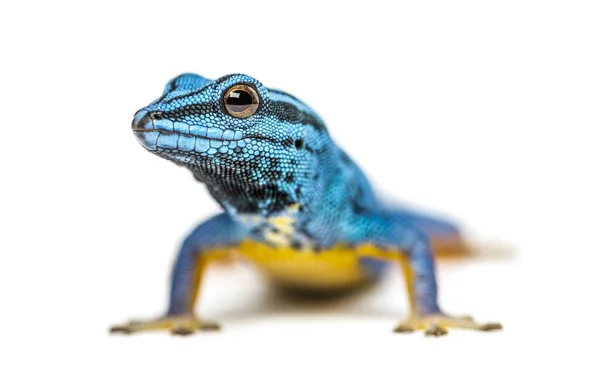 看着摄像机的蓝色电子壁虎Lygodactylus Williamsi孤立无援 — 图库照片
