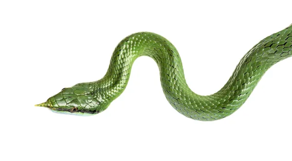 犀牛鼠蛇 Rhynchophis Boulengeri — 图库照片
