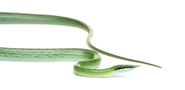 Rhino Rat Snake Rhynchophis Boulengeri Isolated — Stock Photo, Image