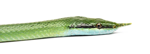 Ріно Щуряча Змія Голова Rhynchophis Boulengeri Ізольовані — стокове фото