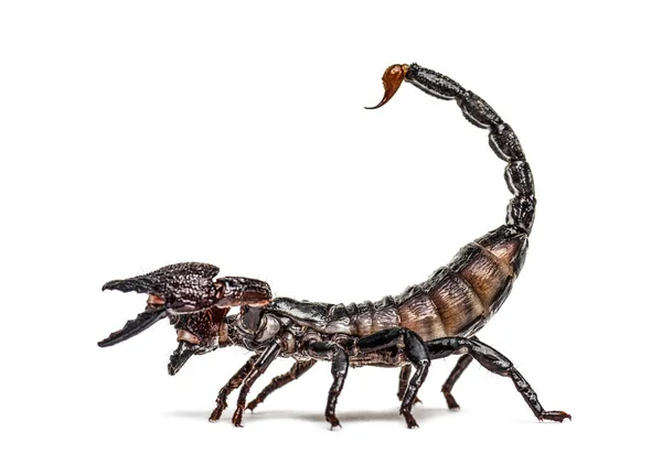 Kaiserskorpion Verteidigt Pandinus Imperator Isoliert — Stockfoto