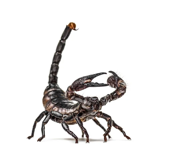 Kejsare Skorpion Försvarar Pandinus Imperator Isolerad — Stockfoto