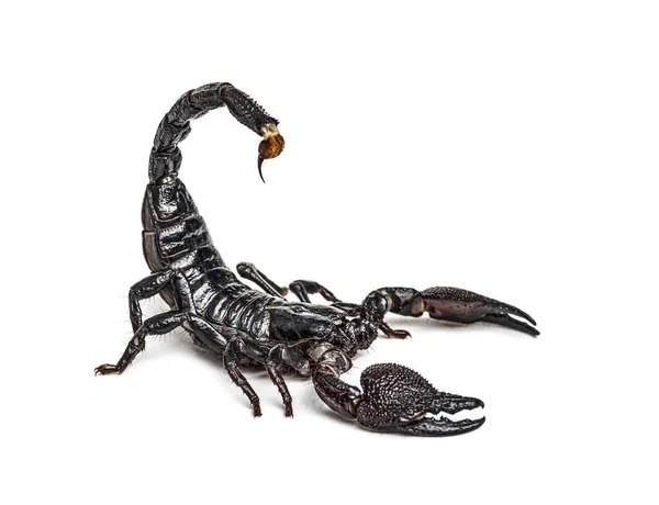 Emperor Scorpion Attacking Pandinus Imperator Isolated — Stock Photo, Image