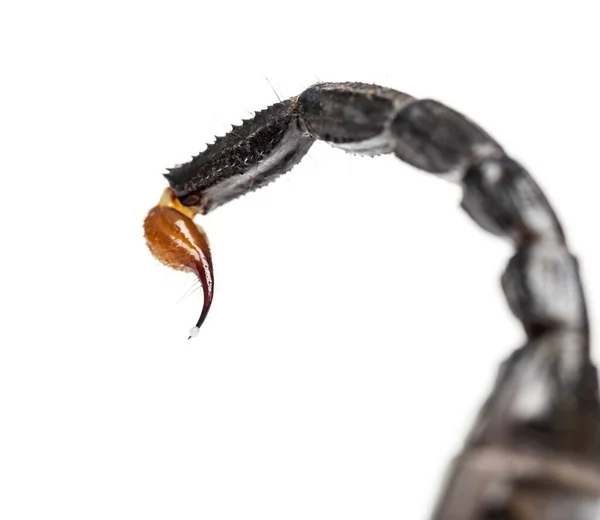 Close Drop Venom Tail Emperor Scorpion Pandinus Imperator Isolated — Stock Photo, Image