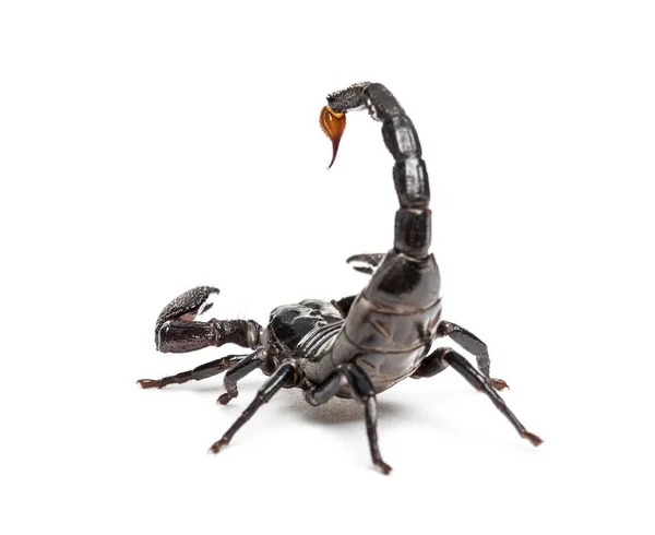 Drop Venom Tail Emperor Scorpion Pandinus Imperator Isolated — Stock Photo, Image