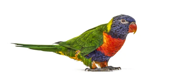 Tęczowy Lorikeet Trichoglossus Moluccanus Izolowany — Zdjęcie stockowe