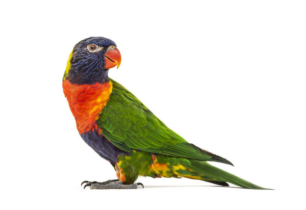 Side view of a Rainbow Lorikeet, Trichoglossus moluccanus, isolated